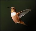 _9SB8754 rufous hummingbird